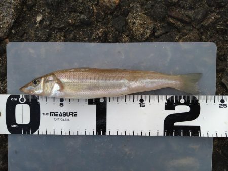 前日に引き続きキス狙い